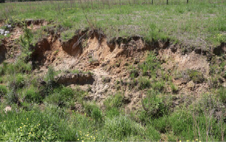 Small grassy hill with exposed dirt. 