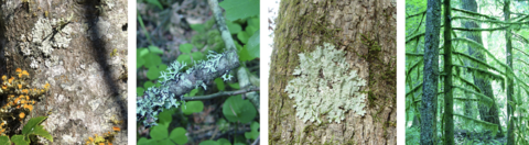 The lichen forms as described in the caption and text. 
