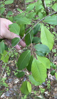 A hand holds a tree limb to better display the leaves on the branch.