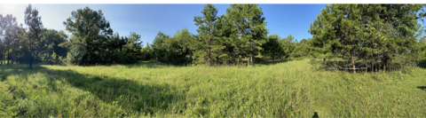 Wide shot of field and trees.