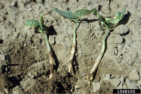 Closeup of three small plant stems in a dirt row.