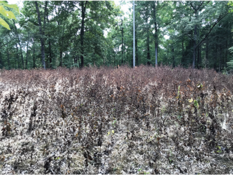 Dead tree seedlings in a forest opening.