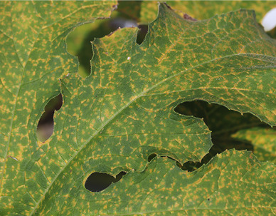 A leaf with yellow lesions covering its surface.