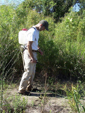 A person wearing a backpack sprayer applies herbicide along a row of small trees.