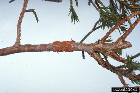 Cushion-like masses of spores are clustered on a tree branch.