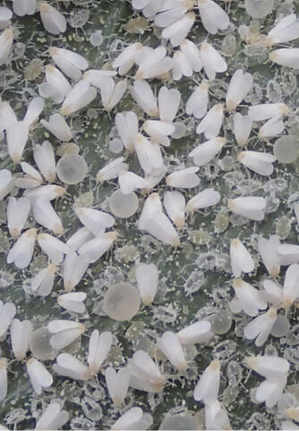 A high concentration of greenhouse whitefly adults and nymphs on a leaf. The nymphs are about half the size of the adults.
