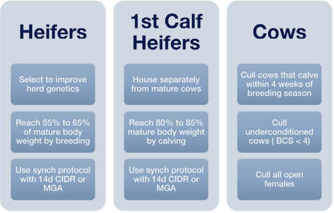 Heifers: select to improve herd genetics; reach 55–65 percent of mature body weight by breeding; use synch protocol with 14d CIDR or MGA. First-calf heifers: house separately from mature cows; reach 80–85 percent mature body weight by calving; use synch protocol with 14d CIDR or MGA. Cows: cull cows that calve within 4 weeks of breeding season; cull underconditioned cows (BCS less than 4); cull all open females.
