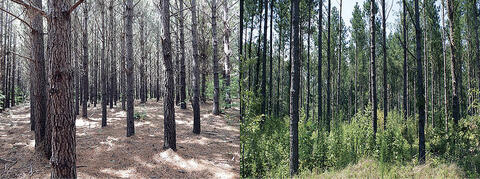 This is composite of two photos. On the left is a stand on pine trees grwoing on ground covered by pin straw but not undergrowth. On the right in the same pine stand after thinning. It has fewer and smaller trees, but there are lots of plants growing around the trees.