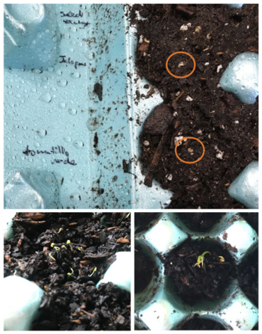 Close-up of a blue egg carton with seed names written in black ink across from two potting media-filled egg sections with two small seeds visible on top. Also shows very small seedlings beginning to emerge from potting media in egg carton sections.