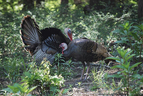 Two wild turkeys are in a forest.