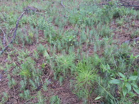 Many small tree seedlins grow on the forest floor.