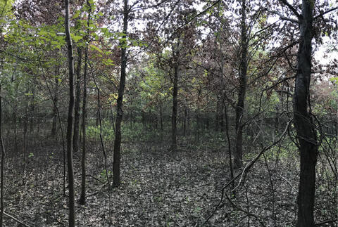 Very small Shumard oak trees.