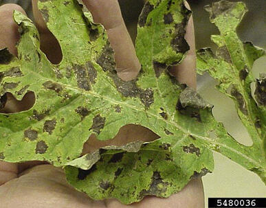 A leaf with many brown, irregularly shaped lesions.
