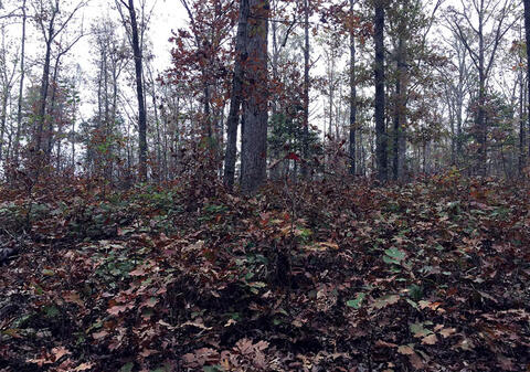 Larger oak seedlings grow around the bases of larger trees.