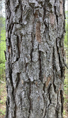 Tree bark varies among trees and should be captured at close range to help experts identify the tree for proper classification.