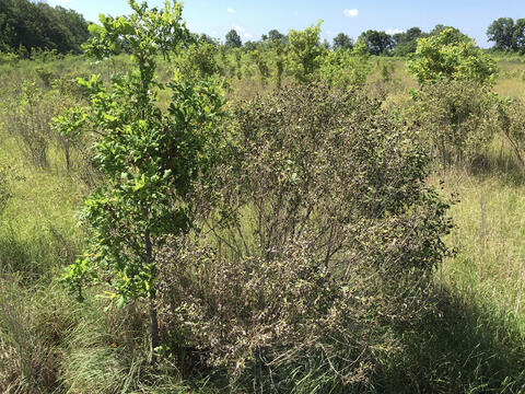 A small, healthy tree next to a dying shrub.