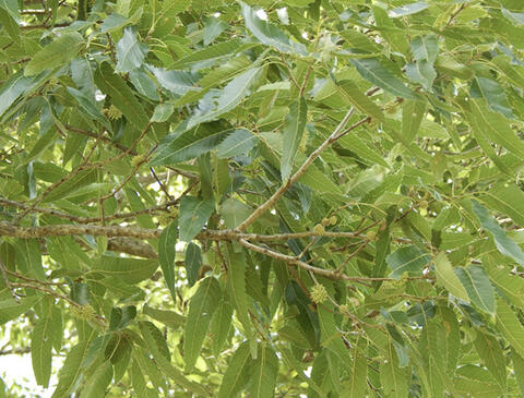 A closeup of a sawtooth oak tree featuring distinct, jagged leaves with sharp lobes and clusters of elongated acorns nestled among its branches.
