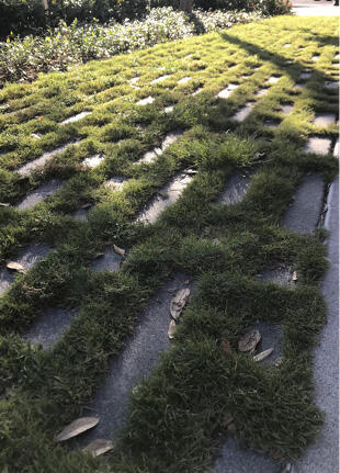 Concrete pavers separated by grass.