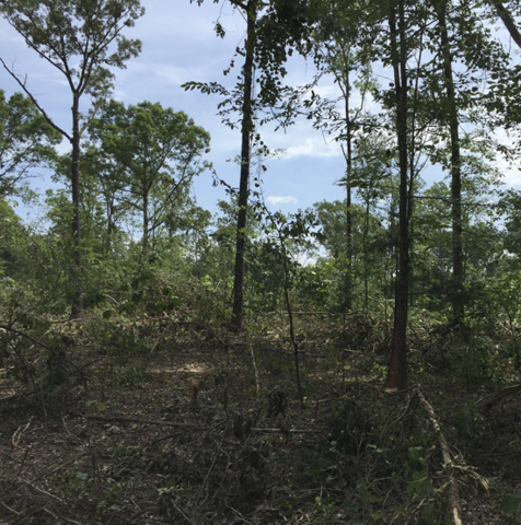 A forest floor has little vegetation after trees are cleared from the area.