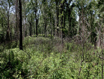 A small clearing is full of varying shades of green foliage with a forested area in the background.