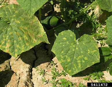 Angular yellow lesions on green leaves.