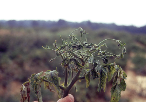 Severely wilted tomato plant.