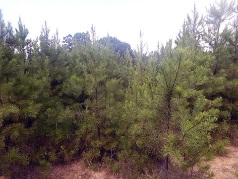 A group of young trees.