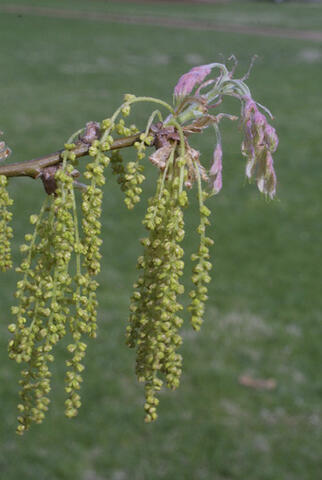 Slender flowers, adorned with small, elongated clusters of tiny yellowish-green blooms, dangle on a branch.