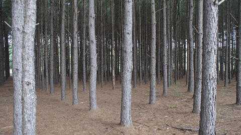 The lower trunks of many pine trees with minimal branches. The ground is covered in brown pine straw.