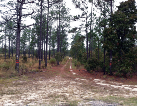 Two forests with a road between them. Pines are in the overstory with herbaceous species in the understory on the left and woody species in the understory on the right.