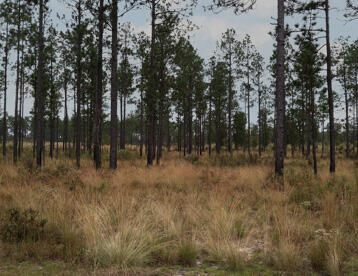 A forest clearing filled with herbaceous species.
