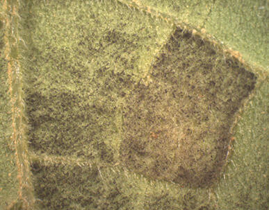 Image description is in Figure 5 caption.