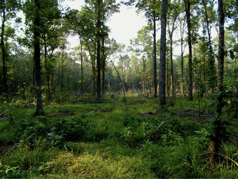 A bottomland site with short vegetation on the mostly shaded ground. Large trees are spread out through the site.