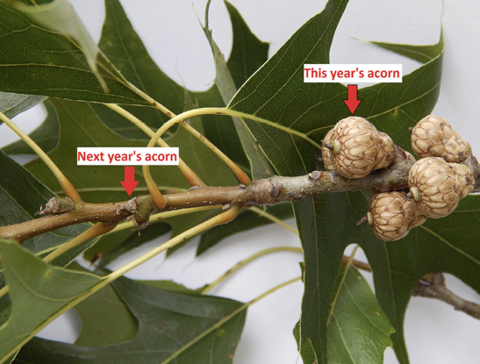 A closeup of a Shumard oak branch featuring next year's acorn and this year's acorn. Maturing acorns on the branch are plump and round, contrasting with the smaller, still-developing acorns that are elongated and greenish in color.