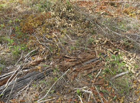 Ground with chopped and dying or dead vegetation and stems. Some green vegetation is visible.