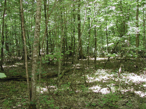 A mostly shaded forest with many trees, both small and large.