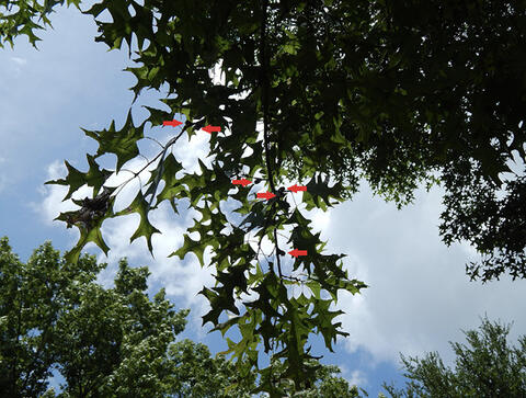 Red arrows point to the silhouettes of acorns hidden within oak branches with the sky as the backdrop.