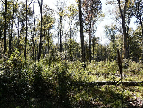 Thinned oak trees are in full sunlight.