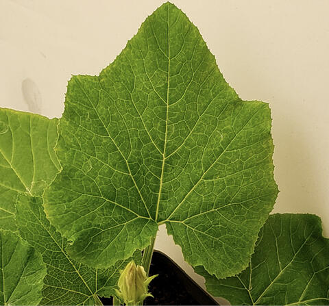 Yellow veins on a green leaf.
