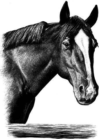 Illustration of a horse.