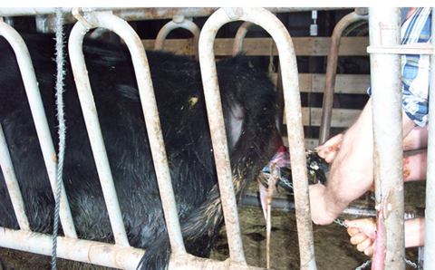 A calf is being pulled out of its mother to aid the calving process. 