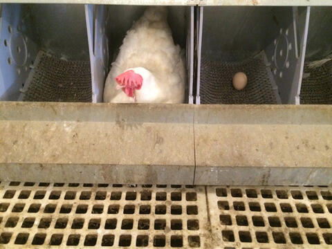 A hen in a metal nest. The next metal nest contains an egg.