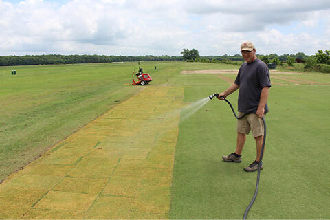 A person with a garden hose waters freshly laid sod. 