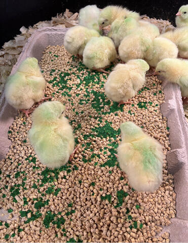Chicks stand in tray filled with feed and gel beads.