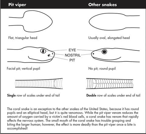 A diagram that shows the difference between pit vipers and other snakes. The information is also conveyed in the text.