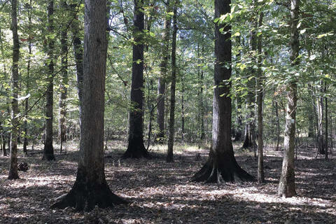 Ground covered in browned leaves and trees with dark trunks in a forest.