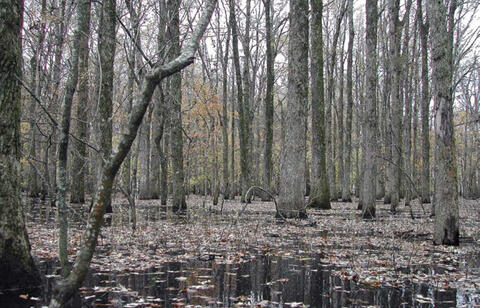 Trees surrounded by floodwater with floating brown leaves.