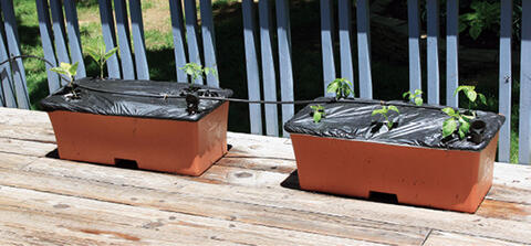 Small green plants grow through holes in the plastic covering the soil in two brown subirrigated containers.