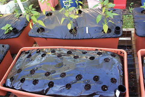 A brown subirrigation container filled with soil and covered with a plastic sheet with approximately 20 holes cut for plants to grow out of.