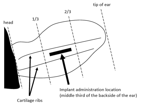 Illustration of a beef calf's ear with an implant, represented by a solid rectangle, inserted in the middle third of the backside of the ear between the cartilage ribs.